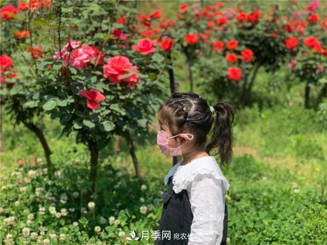 湖北黃石這個地方2000棵月季花怒放…(圖4)