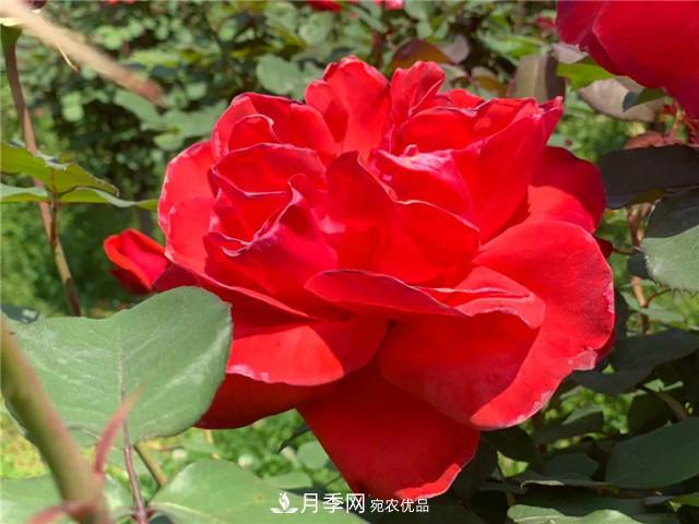 湖北黃石這個地方2000棵月季花怒放…(圖5)