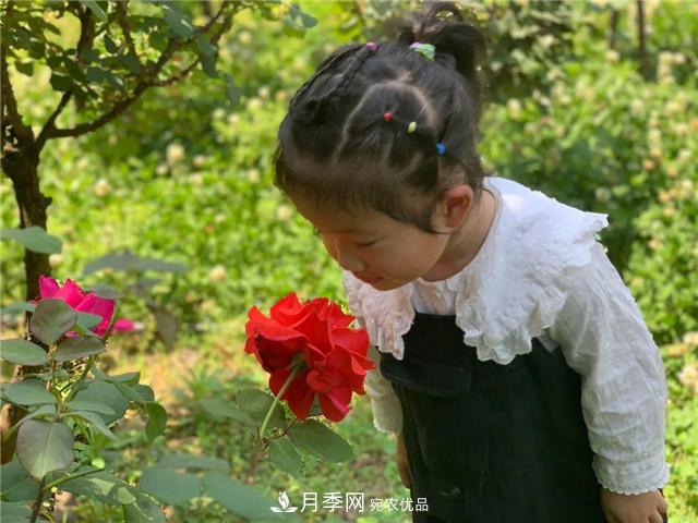 湖北黃石這個地方2000棵月季花怒放…(圖6)