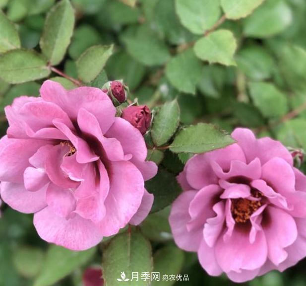 8款巴比倫眼睛月季，花型獨(dú)特還有好聞的香味(圖4)