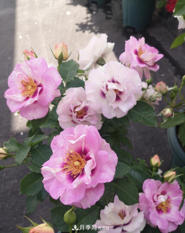 8款巴比倫眼睛月季，花型獨(dú)特還有好聞的香味(圖2)