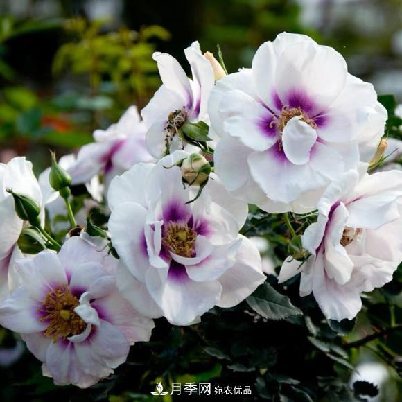 8款巴比倫眼睛月季，花型獨(dú)特還有好聞的香味(圖1)