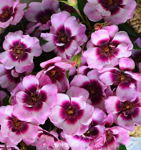 8款巴比倫眼睛月季，花型獨(dú)特還有好聞的香味(圖3)