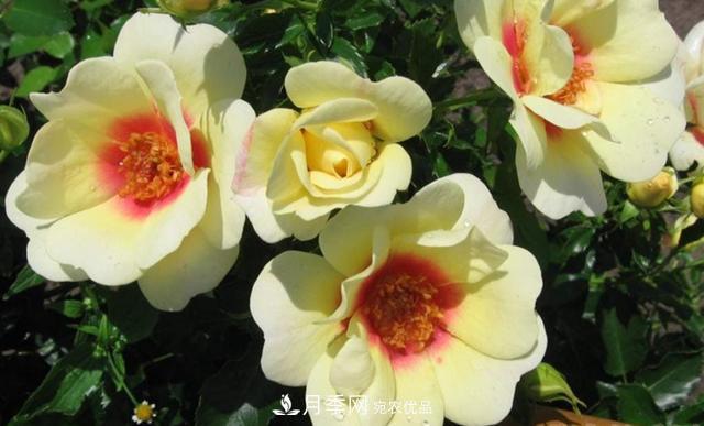 8款巴比倫眼睛月季，花型獨(dú)特還有好聞的香味(圖9)