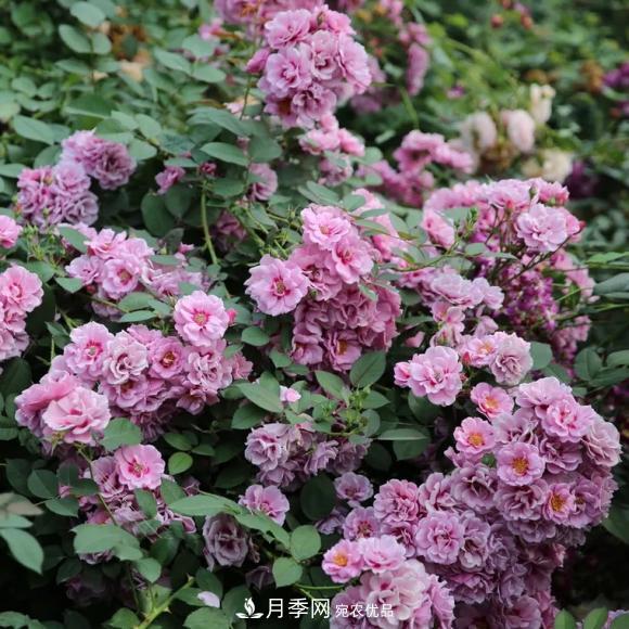 8款巴比倫眼睛月季，花型獨(dú)特還有好聞的香味(圖5)