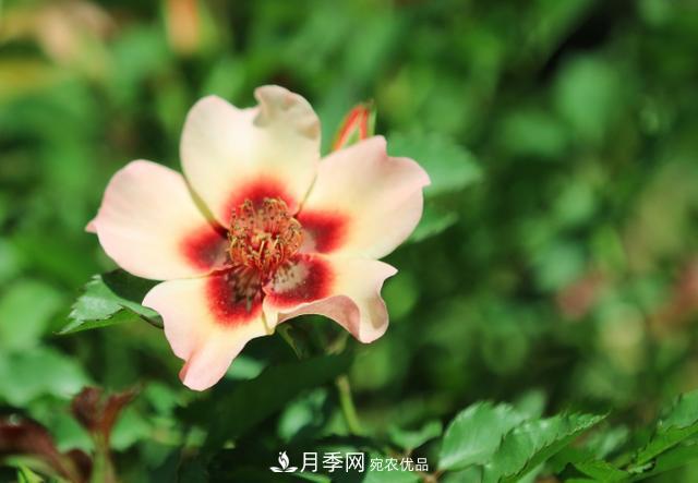 8款巴比倫眼睛月季，花型獨(dú)特還有好聞的香味(圖6)