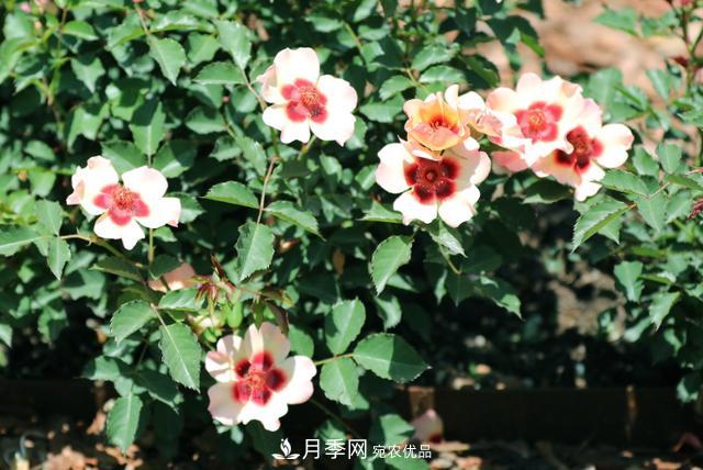 8款巴比倫眼睛月季，花型獨(dú)特還有好聞的香味(圖7)