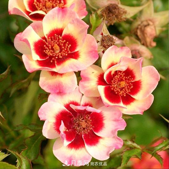 8款巴比倫眼睛月季，花型獨(dú)特還有好聞的香味(圖8)