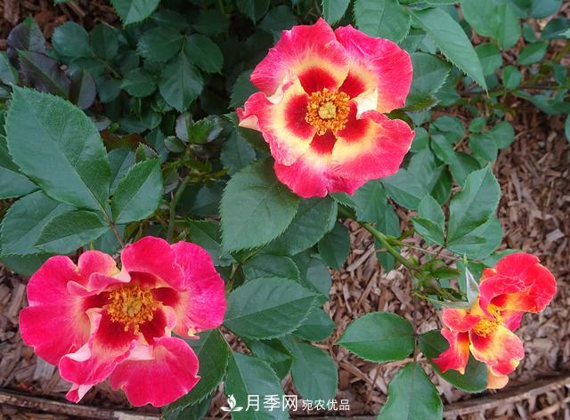 8款巴比倫眼睛月季，花型獨(dú)特還有好聞的香味(圖11)