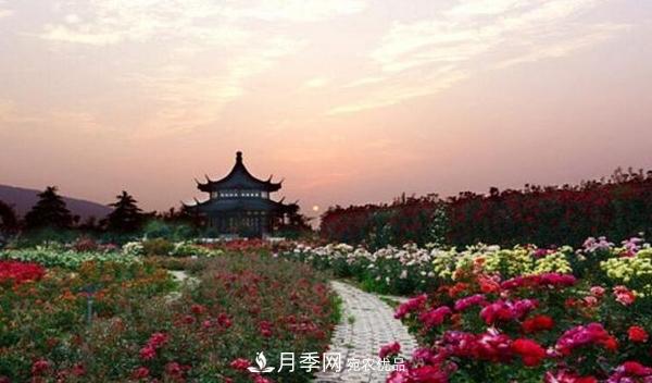 中國月季園打造“世界月季王臺(tái)”(圖1)