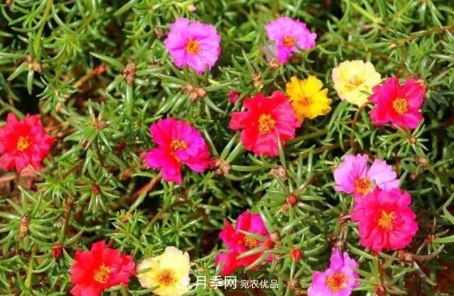 8月，不要再買這3種花，賞花時間短，很不劃算(圖1)