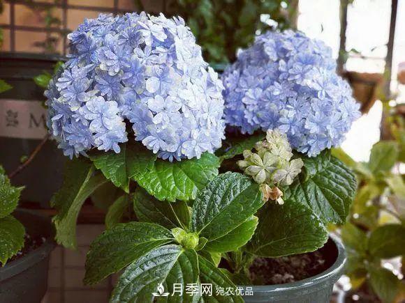 8月，不要再買這3種花，賞花時間短，很不劃算(圖2)