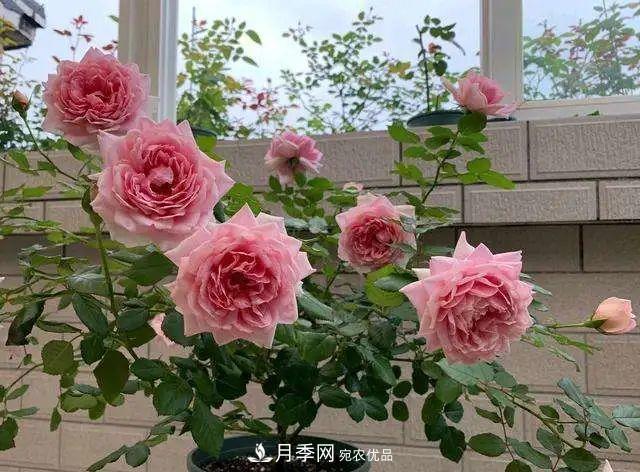 七月炎熱盆栽月季的葉片大量脫落，“煉苗”可抵抗酷暑！(圖1)
