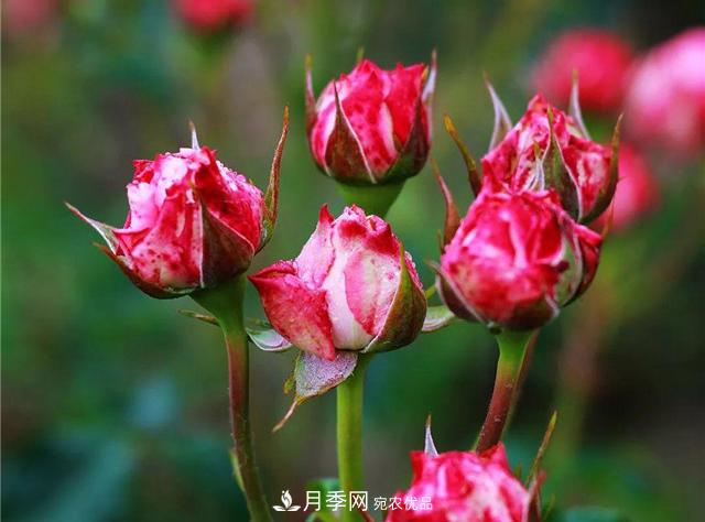 南方花友，您的月季打頂摘心了嗎？明年開(kāi)得才更猛(圖2)
