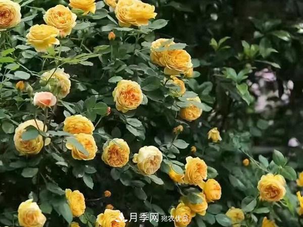 藤本月季栽植養(yǎng)護(hù)技術(shù)大全(圖2)