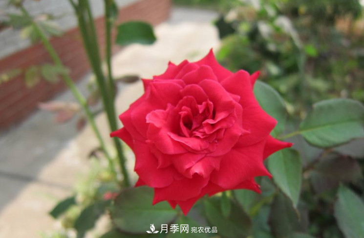 夏天月季花小又不香，5種情況看一看，您家屬于哪一種？(圖2)