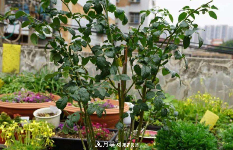 夏天月季花小又不香，5種情況看一看，您家屬于哪一種？(圖3)