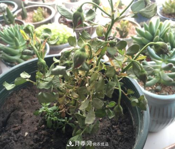 夏天月季花小又不香，5種情況看一看，您家屬于哪一種？(圖4)