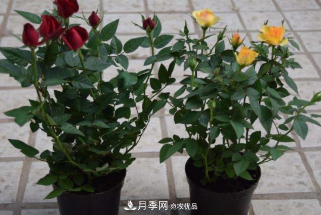 夏天月季花小又不香，5種情況看一看，您家屬于哪一種？(圖5)