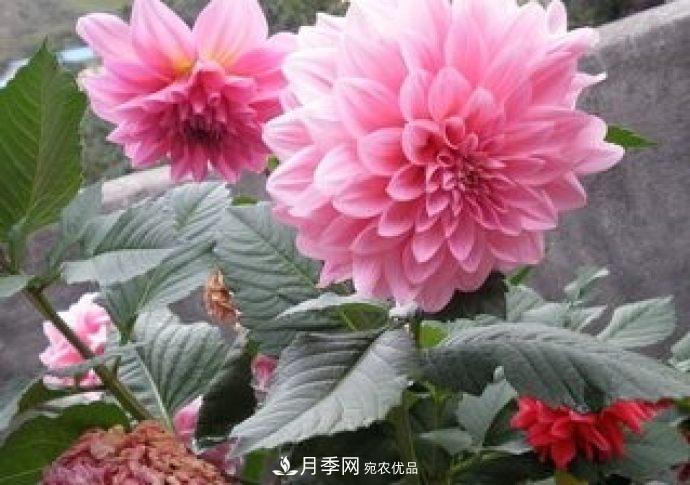 甘肅省種植月季花也能年入800萬(wàn)？生意經(jīng)全在這(圖1)