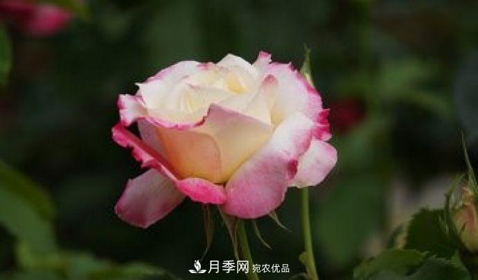 甘肅省種植月季花也能年入800萬(wàn)？生意經(jīng)全在這(圖2)