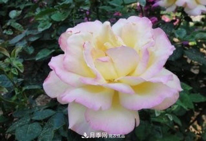甘肅省種植月季花也能年入800萬(wàn)？生意經(jīng)全在這(圖3)