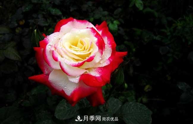 大花月季主要有哪些花色和品種？(圖1)