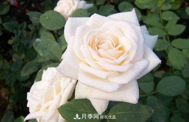 大花月季主要有哪些花色和品種？(圖2)