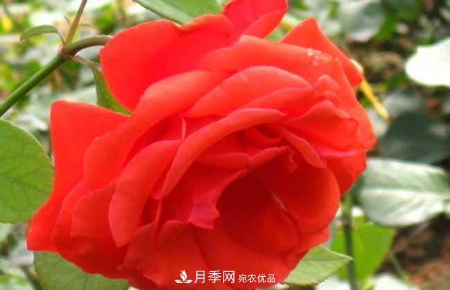 大花月季主要有哪些花色和品種？(圖4)
