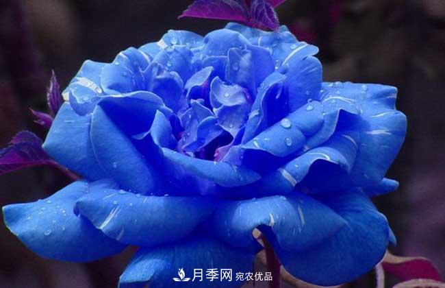 大花月季主要有哪些花色和品種？(圖5)