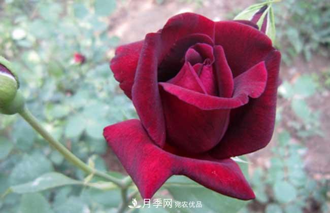 大花月季主要有哪些花色和品種？(圖6)