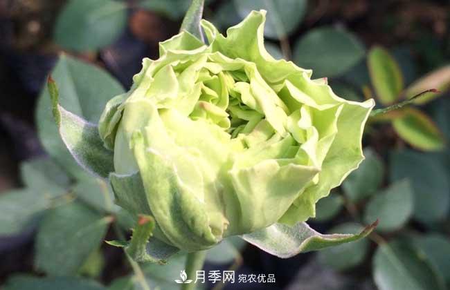 大花月季主要有哪些花色和品種？(圖7)