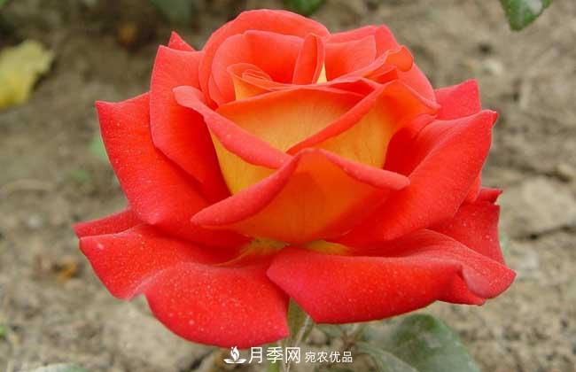 大花月季主要有哪些花色和品種？(圖8)