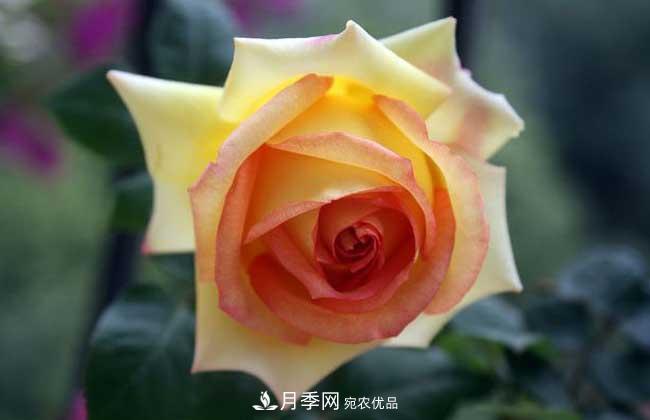 大花月季主要有哪些花色和品種？(圖10)