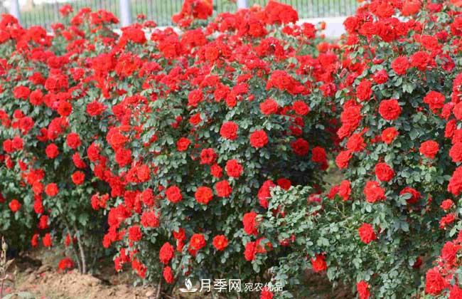 月季網(wǎng)寶典，藤本月季養(yǎng)殖養(yǎng)護(hù)方法(圖3)