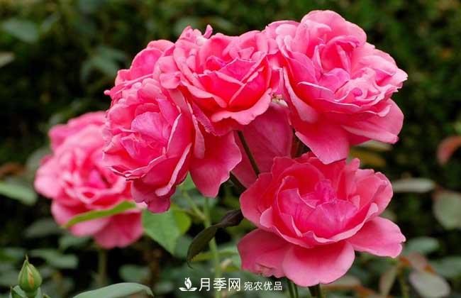 豐花月季有哪些經(jīng)典品種？(圖1)