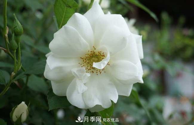 豐花月季有哪些經(jīng)典品種？(圖2)