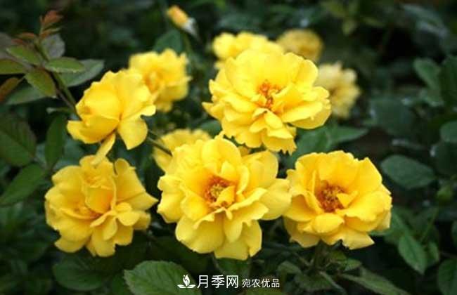 豐花月季有哪些經(jīng)典品種？(圖3)