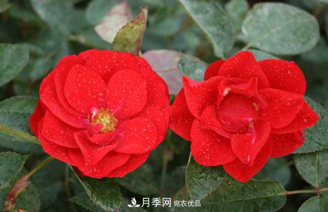 豐花月季有哪些經(jīng)典品種？(圖4)