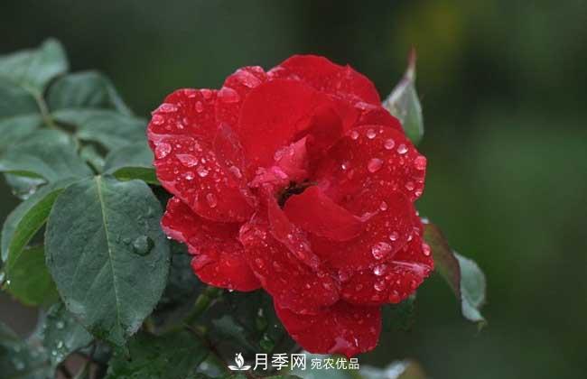 豐花月季有哪些經(jīng)典品種？(圖5)