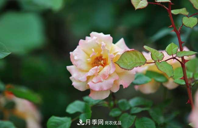 什么樹(shù)可以嫁接月季？南陽(yáng)月季嫁接的好處(圖3)