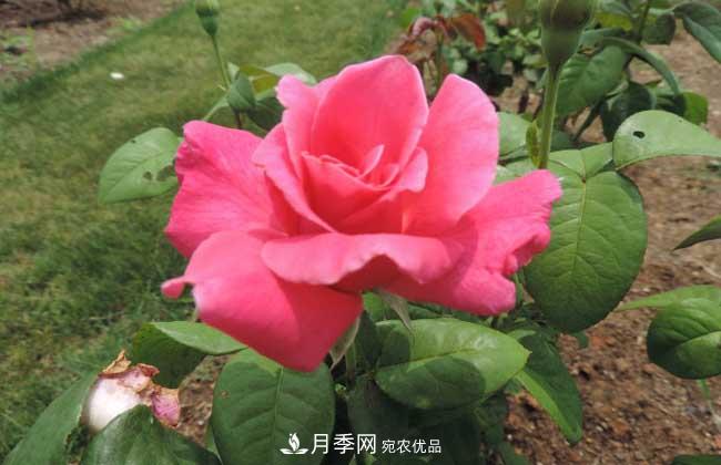 什么樹(shù)可以嫁接月季？南陽(yáng)月季嫁接的好處(圖2)