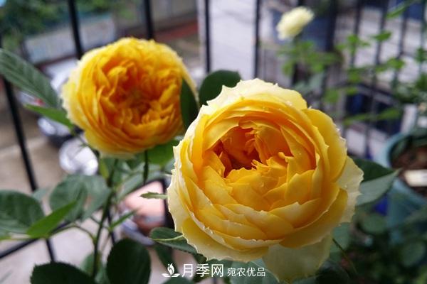 福建露臺(tái)養(yǎng)花全過程(圖1)
