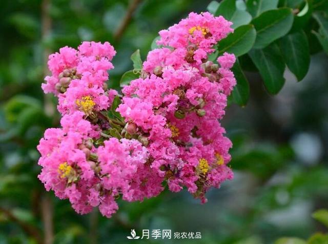 比烈日更潑辣的3種花樹(shù)，盛夏燦爛無(wú)比，你要養(yǎng)一棵嗎？(圖1)