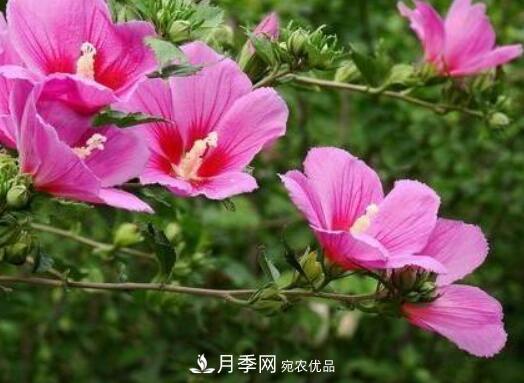 比烈日更潑辣的3種花樹(shù)，盛夏燦爛無(wú)比，你要養(yǎng)一棵嗎？(圖2)