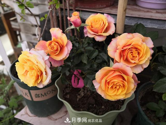 永遠(yuǎn)的艾帕索，零差評(píng)的盆栽月季，很適合陽(yáng)臺(tái)族(圖1)
