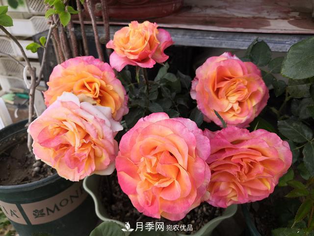 永遠(yuǎn)的艾帕索，零差評(píng)的盆栽月季，很適合陽(yáng)臺(tái)族(圖2)