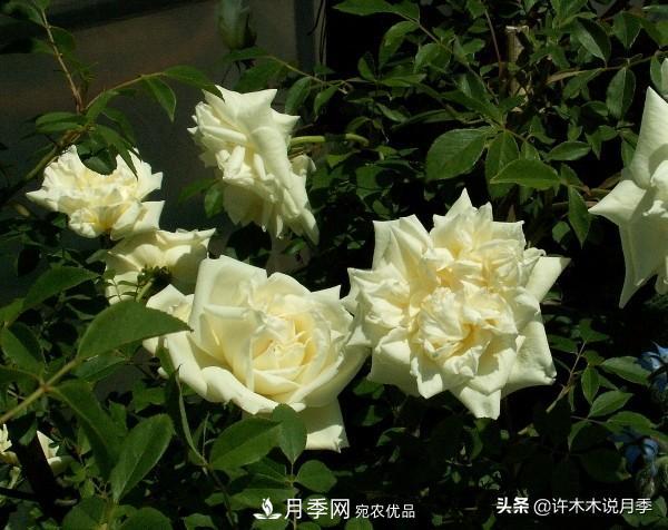 25款純正中國月季，不比外國差，今有國月更比歐月俏(圖2)