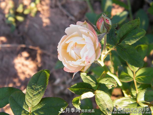 25款純正中國月季，不比外國差，今有國月更比歐月俏(圖1)
