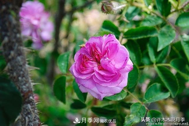 25款純正中國月季，不比外國差，今有國月更比歐月俏(圖3)
